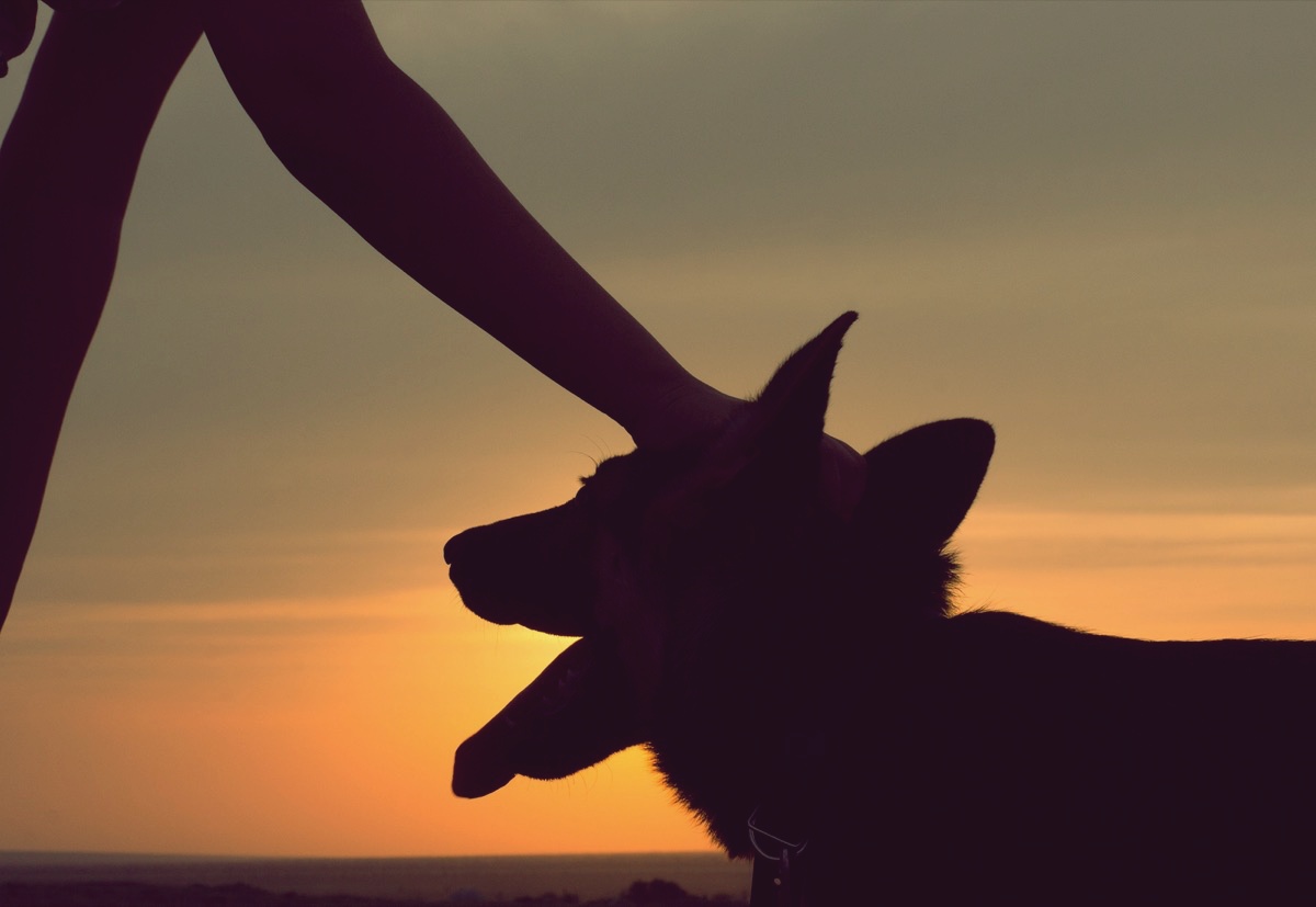 freepik-silhouette-of-a-dog